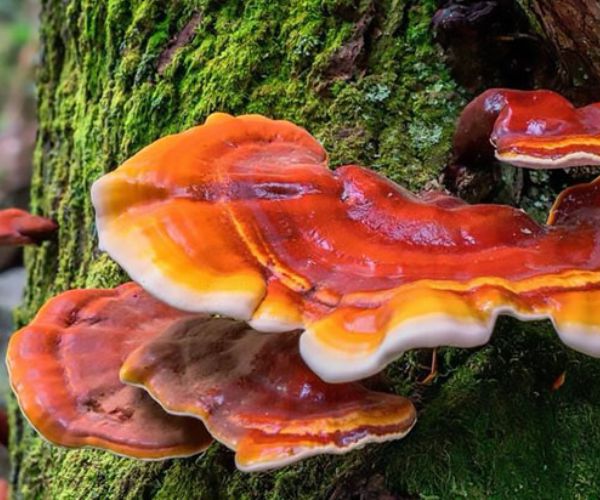 Reishi